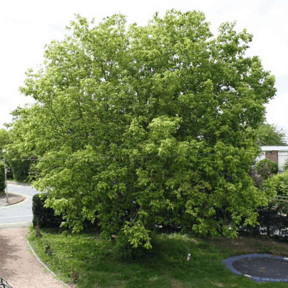 Érable à feuille de frêne - Acer negundo - FLEURANDIE