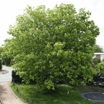 Érable à feuille de frêne - Acer negundo