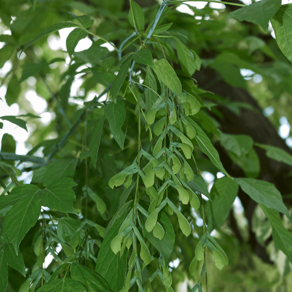 Érable à feuille de frêne - Acer negundo - FLEURANDIE