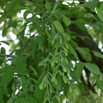 Érable à feuille de frêne - Acer negundo