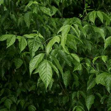 Érable à feuille de frêne - Acer negundo