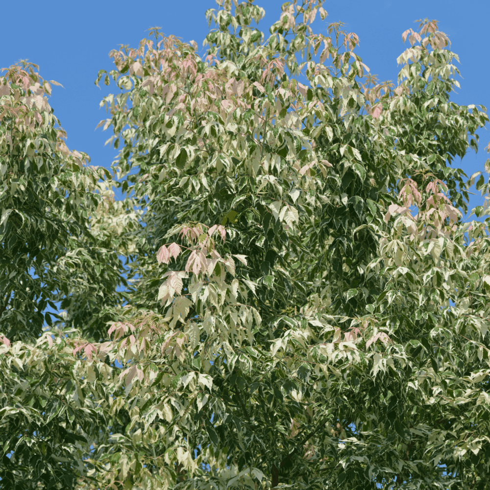 Érable à feuille de frène 'Flamingo' - Acer negundo 'Flamingo' - FLEURANDIE