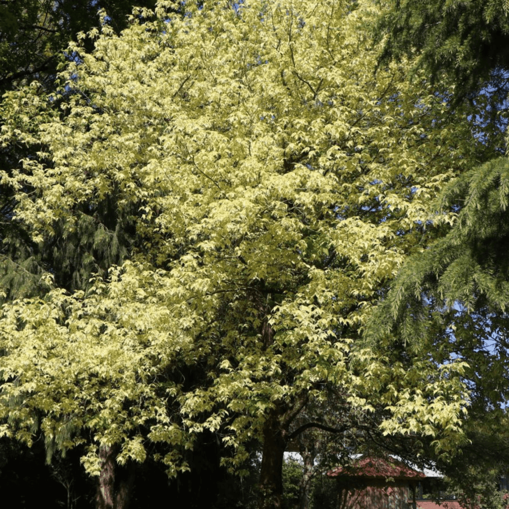 Érable à feuille de frêne panachées - Acer negundo 'Aureovariegatum' - FLEURANDIE