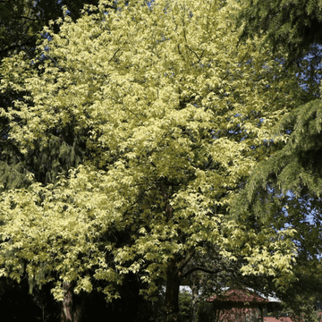 Érable à feuille de frêne panachées - Acer negundo 'Aureovariegatum'