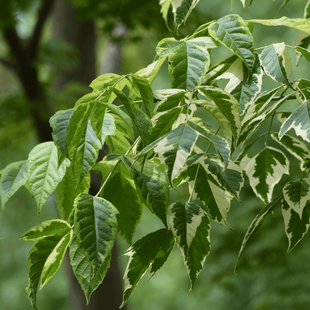 Érable à feuille de frêne panachées - Acer negundo 'Aureovariegatum' - FLEURANDIE