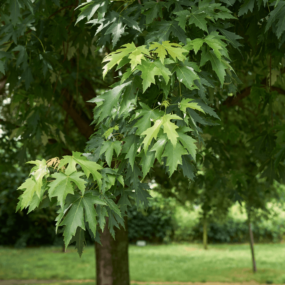 Érable argenté 'Pyramidale' - Acer saccharinum 'Pyramidale' - FLEURANDIE