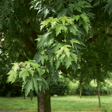 Érable argenté 'Pyramidale' - Acer saccharinum 'Pyramidale'