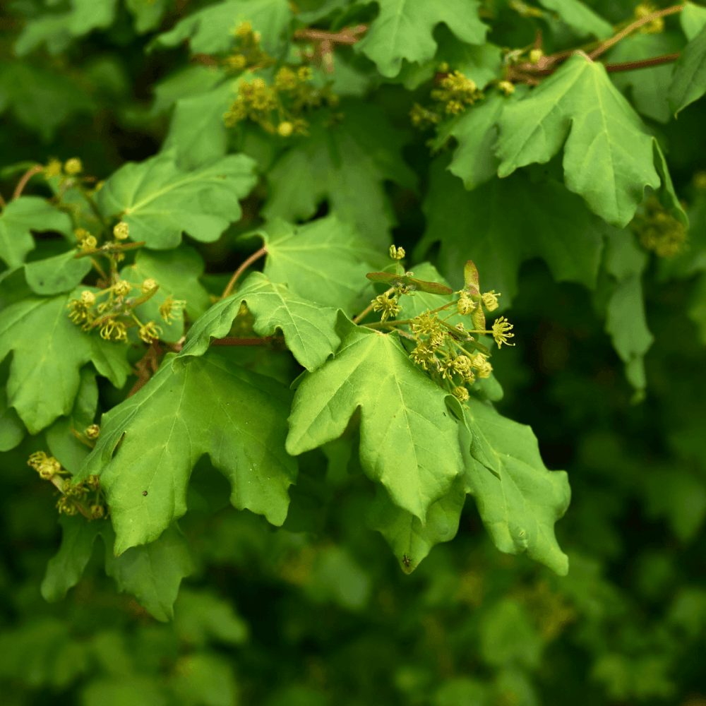 Érable champêtre - Acer campestre - FLEURANDIE