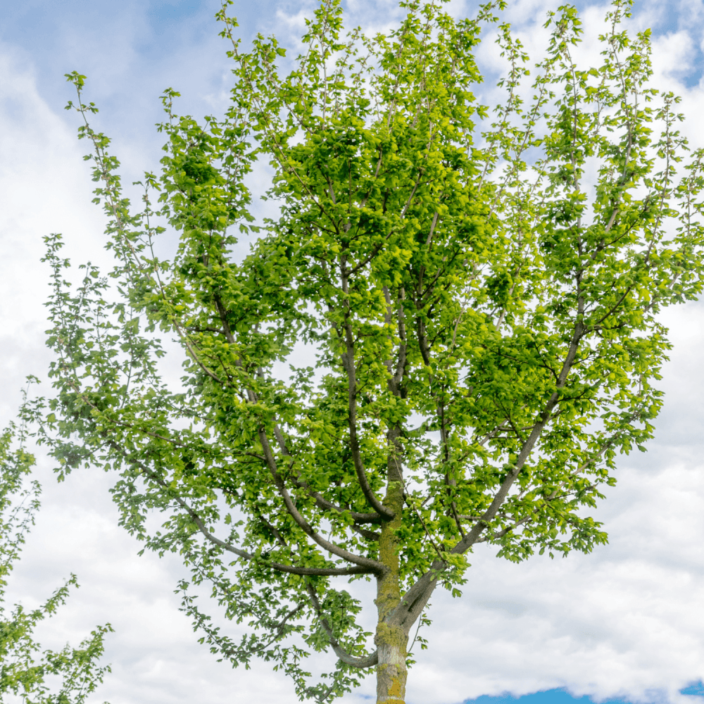 Érable champêtre - Acer campestre - FLEURANDIE