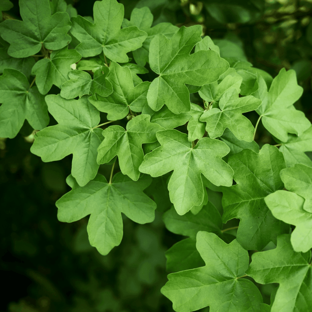 Érable champêtre - Acer campestre - FLEURANDIE