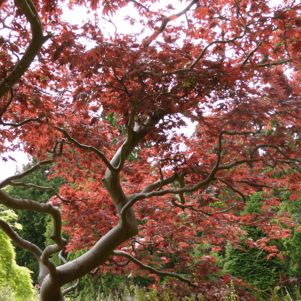 Erable du Japon - Acer palmatum - FLEURANDIE