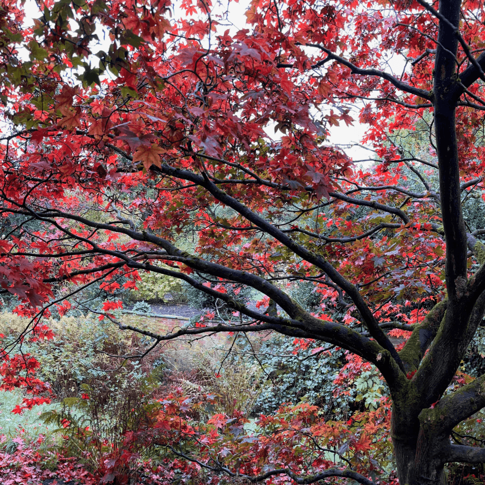 Érable du Japon 'Atropurpureum' - Acer palmatum 'Atropurpureum' - FLEURANDIE