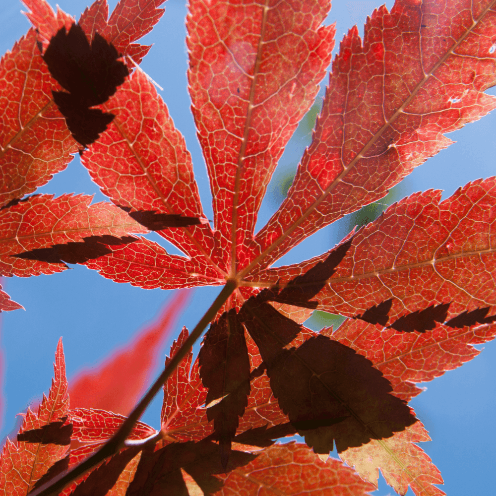 Érable du Japon 'Atropurpureum' - Acer palmatum 'Atropurpureum' - FLEURANDIE