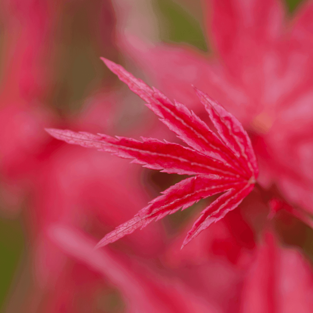 Érable du Japon 'Atropurpureum' - Acer palmatum 'Atropurpureum' - FLEURANDIE