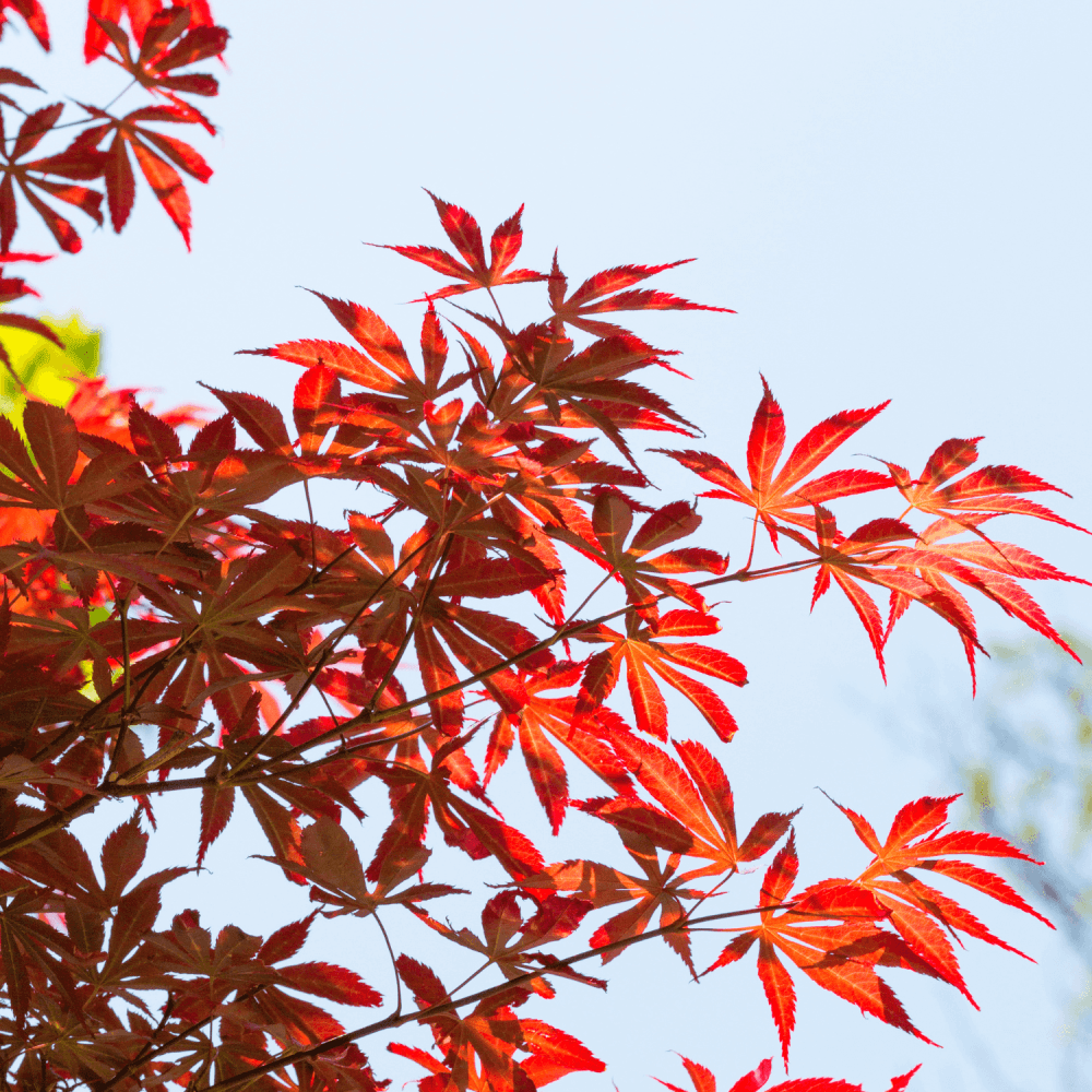 Érable du Japon 'Atropurpureum' - Acer palmatum 'Atropurpureum' - FLEURANDIE