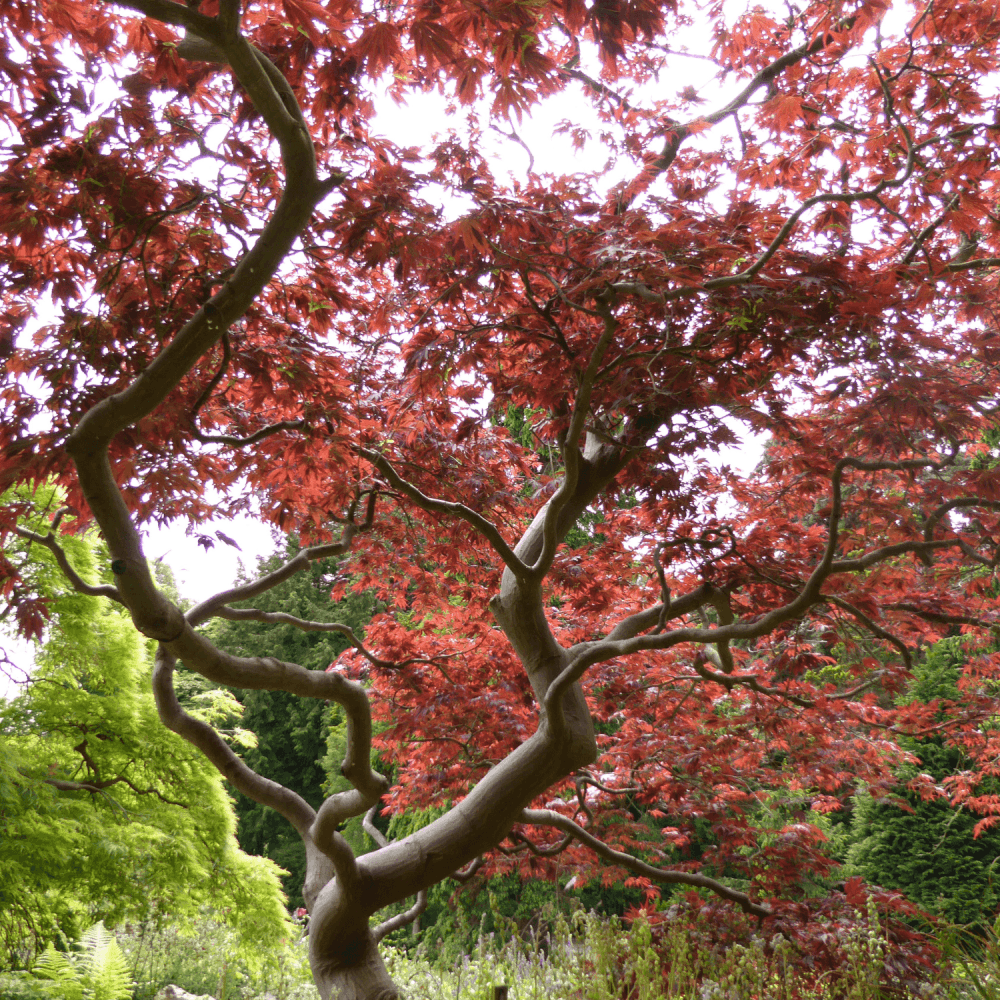 Érable du Japon 'Atropurpureum' - Acer palmatum 'Atropurpureum' - FLEURANDIE