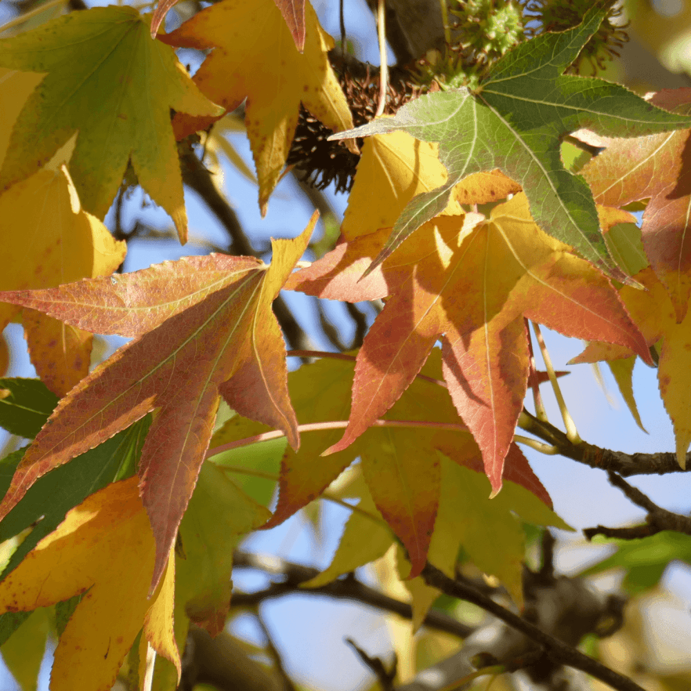 Érable du Japon 'Beni Maiko' - Acer palmatum 'Beni Maiko' - FLEURANDIE