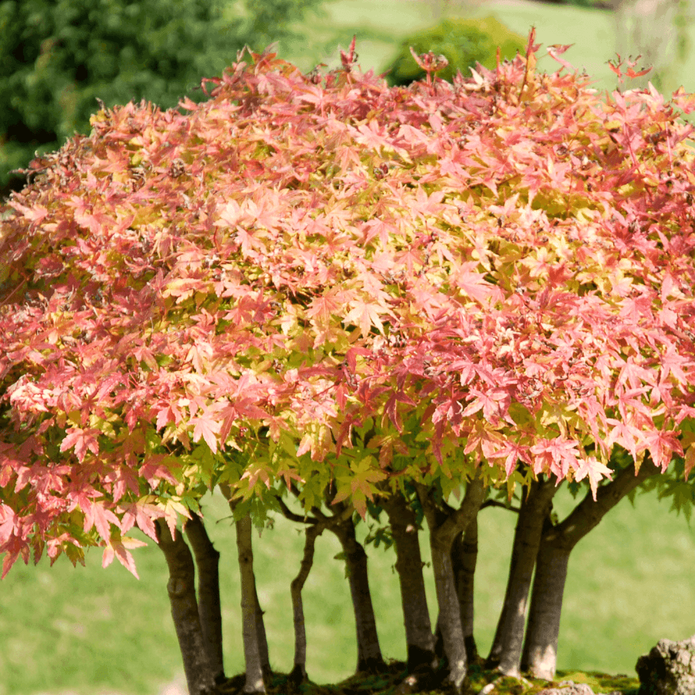 Érable du Japon 'Beni Maiko' - Acer palmatum 'Beni Maiko' - FLEURANDIE