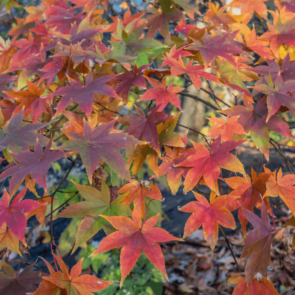 Érable du Japon 'Beni Maiko' - Acer palmatum 'Beni Maiko' - FLEURANDIE