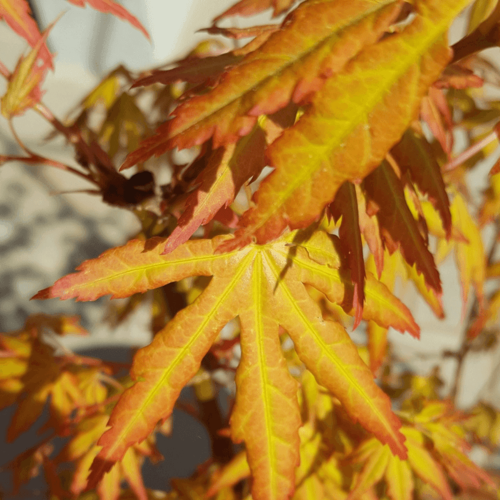 Érable du Japon 'Bi Hoo' - Acer palmatum 'Bi Hoo' - FLEURANDIE