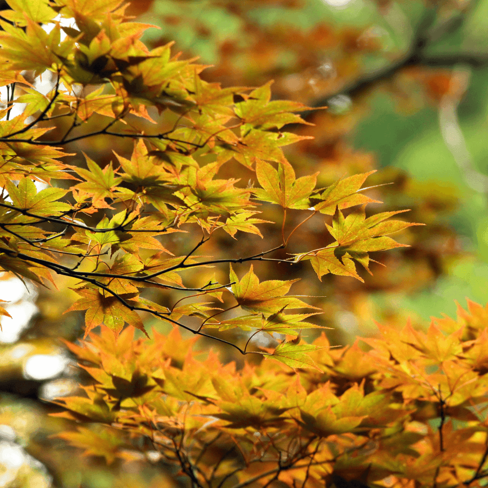 Érable du Japon 'Bi Hoo' - Acer palmatum 'Bi Hoo' - FLEURANDIE