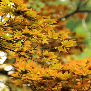 Érable du Japon 'Bi Hoo' - Acer palmatum 'Bi Hoo' - FLEURANDIE