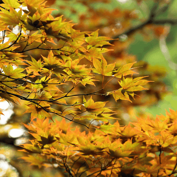 Érable du Japon 'Bi Hoo' - Acer palmatum 'Bi Hoo'