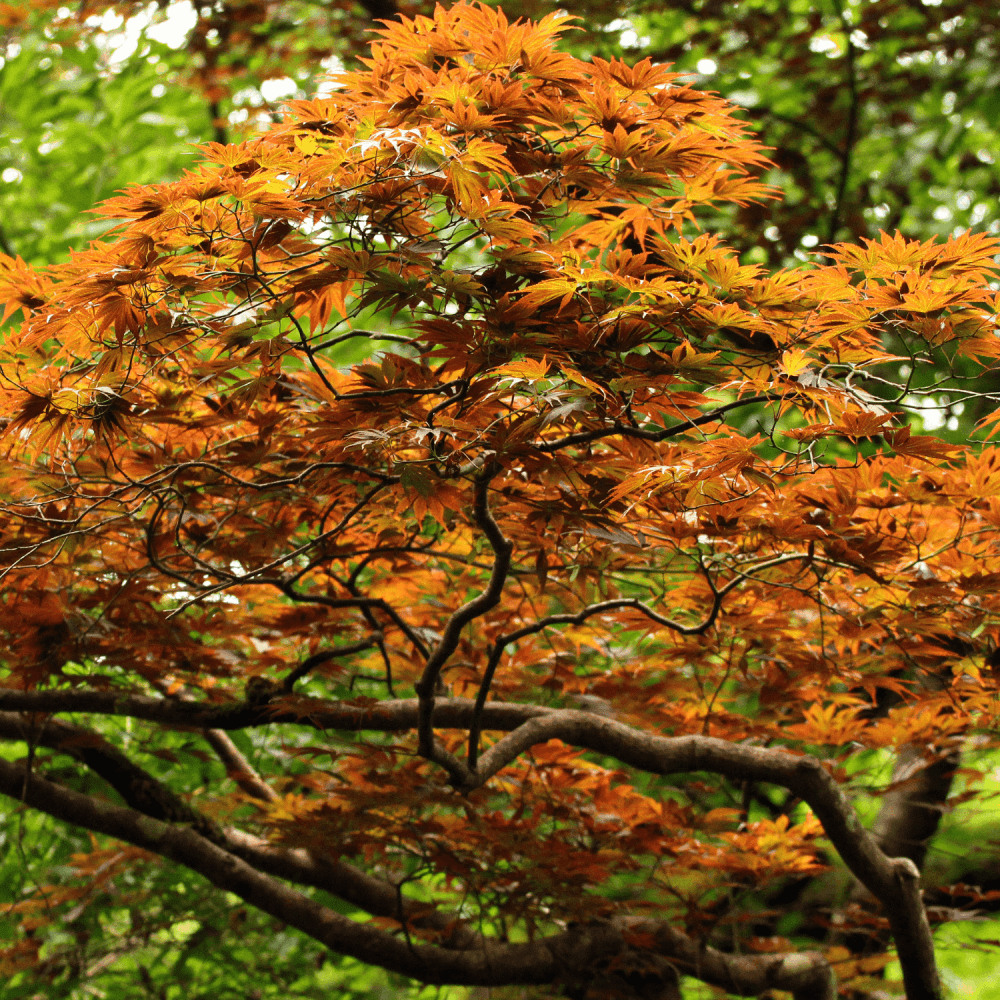 Érable du Japon 'Bi Hoo' - Acer palmatum 'Bi Hoo' - FLEURANDIE