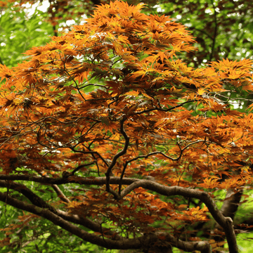 Érable du Japon 'Bi Hoo' - Acer palmatum 'Bi Hoo'