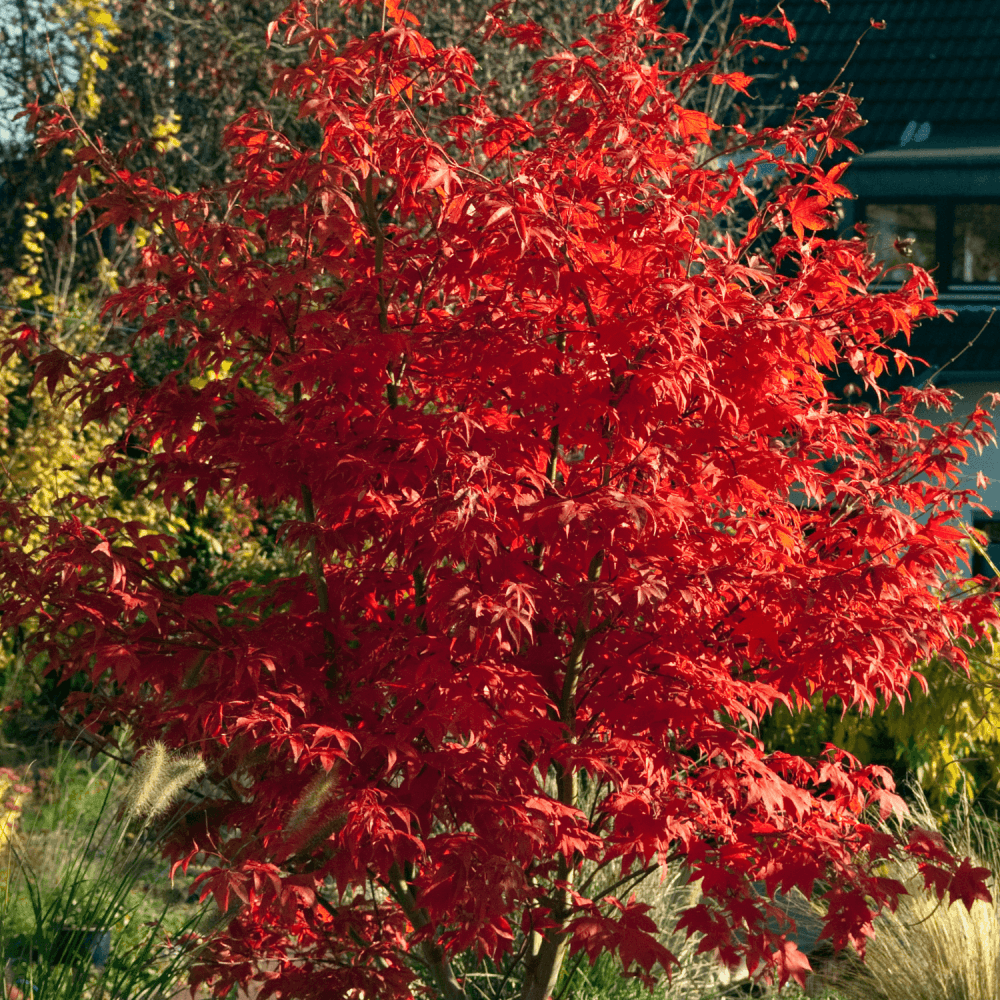 Érable du Japon 'Bloodgood' - Acer palmatum 'Bloodgood' - FLEURANDIE