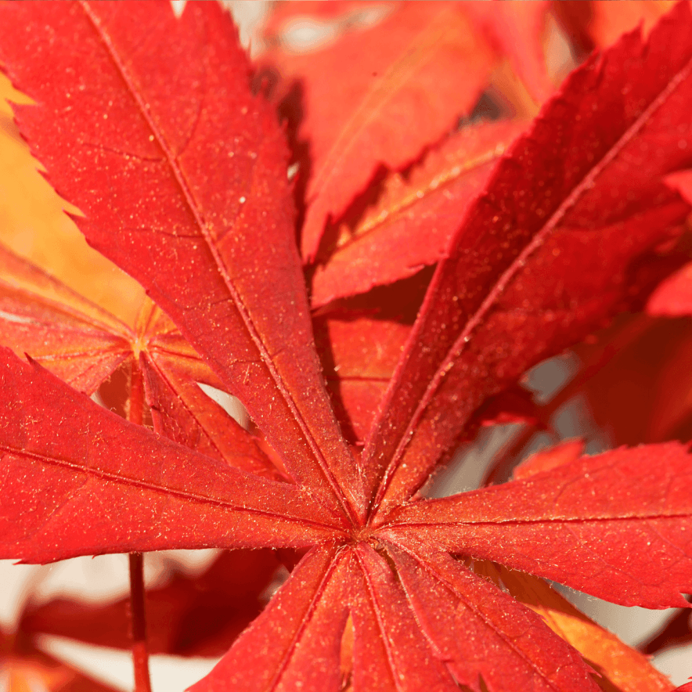 Érable du Japon 'Bloodgood' - Acer palmatum 'Bloodgood' - FLEURANDIE