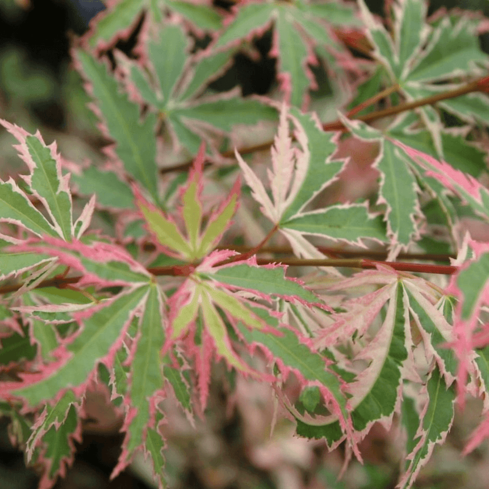 Érable du Japon 'Butterfly' - Acer palmatum 'Butterfly' - FLEURANDIE