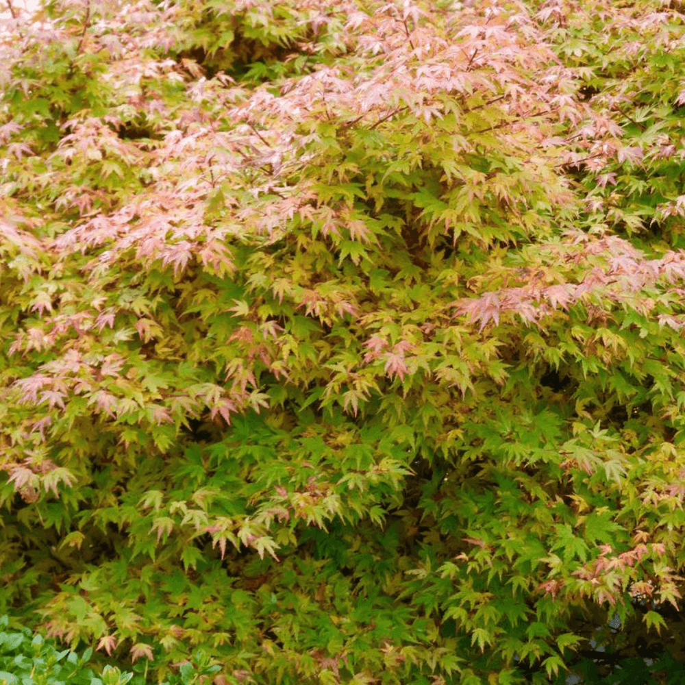 Érable du Japon 'Butterfly' - Acer palmatum 'Butterfly' - FLEURANDIE