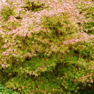 Érable du Japon 'Butterfly' - Acer palmatum 'Butterfly' - FLEURANDIE