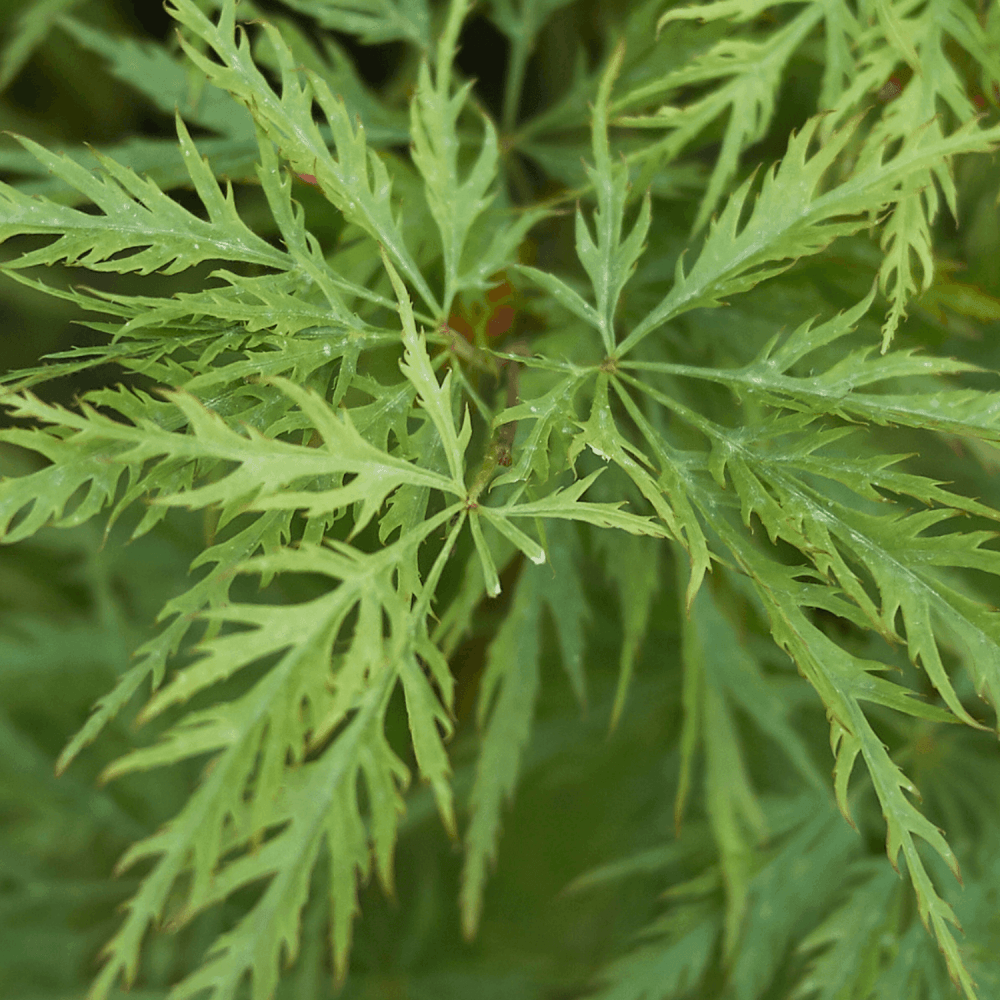 Érable du Japon 'Dissectum' - Acer palmatum 'Dissectum' - FLEURANDIE