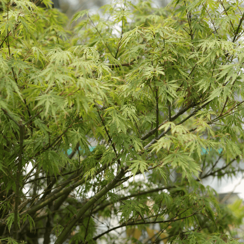 Érable du Japon 'Dissectum' - Acer palmatum 'Dissectum' - FLEURANDIE