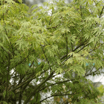 Érable du Japon 'Dissectum' - Acer palmatum 'Dissectum'