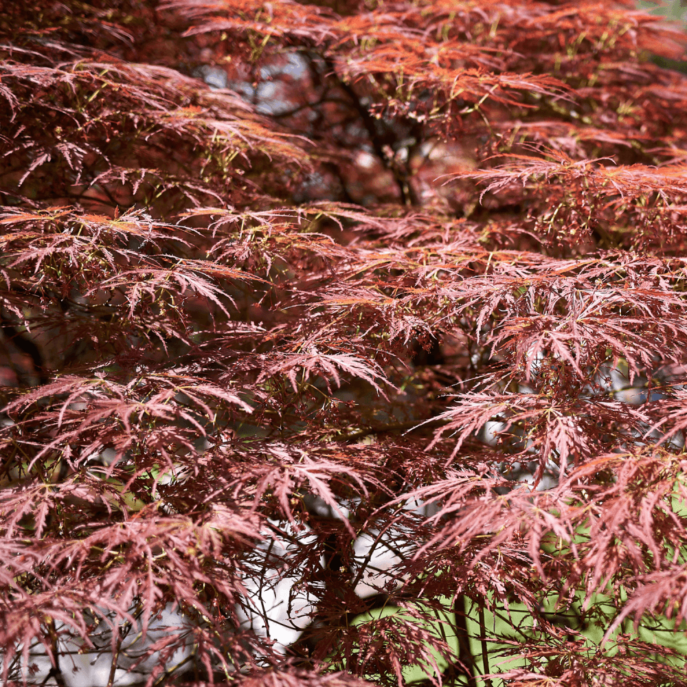 Érable du Japon 'Dissectum Garnet' - Acer palmatum 'Dissectum Garnet' - FLEURANDIE