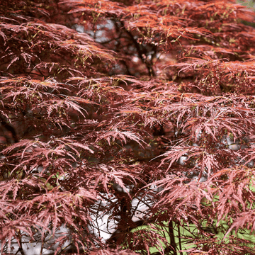 Érable du Japon 'Dissectum Garnet' - Acer palmatum 'Dissectum Garnet'