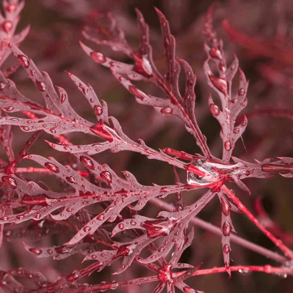 Érable du Japon 'Dissectum Garnet' - Acer palmatum 'Dissectum Garnet' - FLEURANDIE