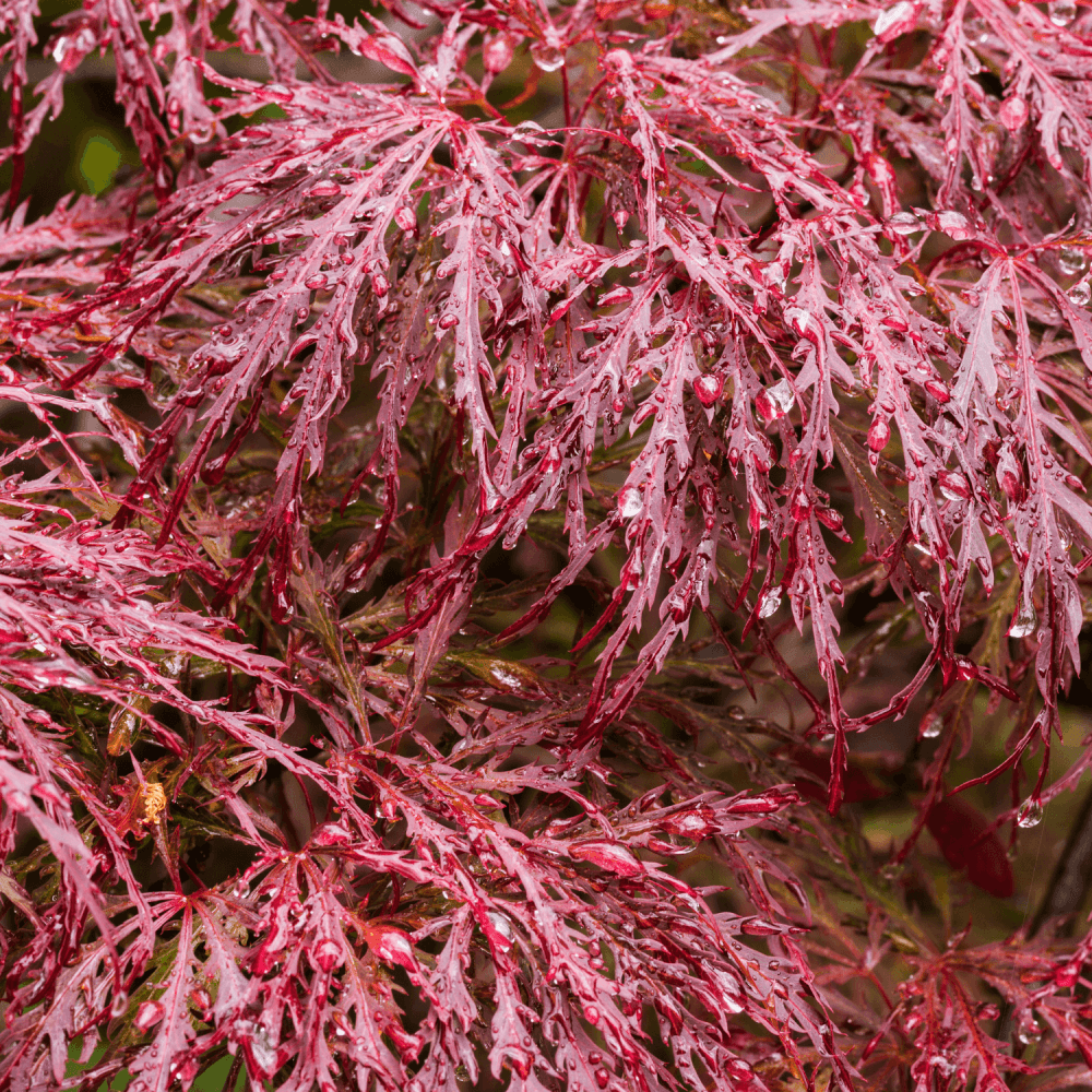 Érable du Japon 'Dissectum Garnet' - Acer palmatum 'Dissectum Garnet' - FLEURANDIE