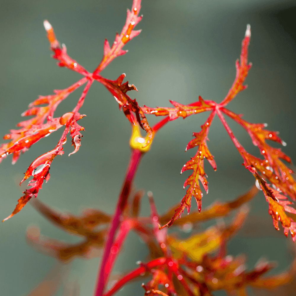 Érable du Japon 'Emerald Lace' - Acer palmatum 'Emerald Lace' - FLEURANDIE