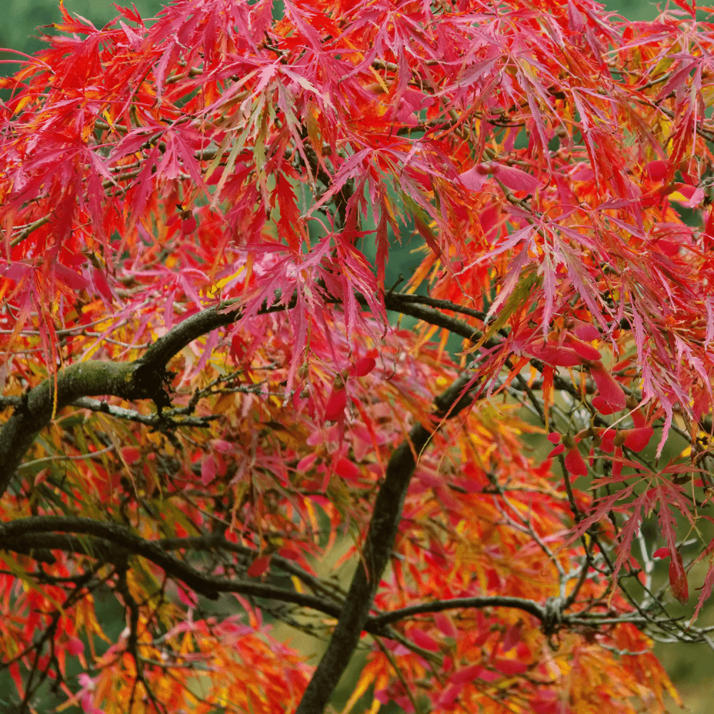 Érable du Japon 'Emerald Lace' - Acer palmatum 'Emerald Lace' - FLEURANDIE