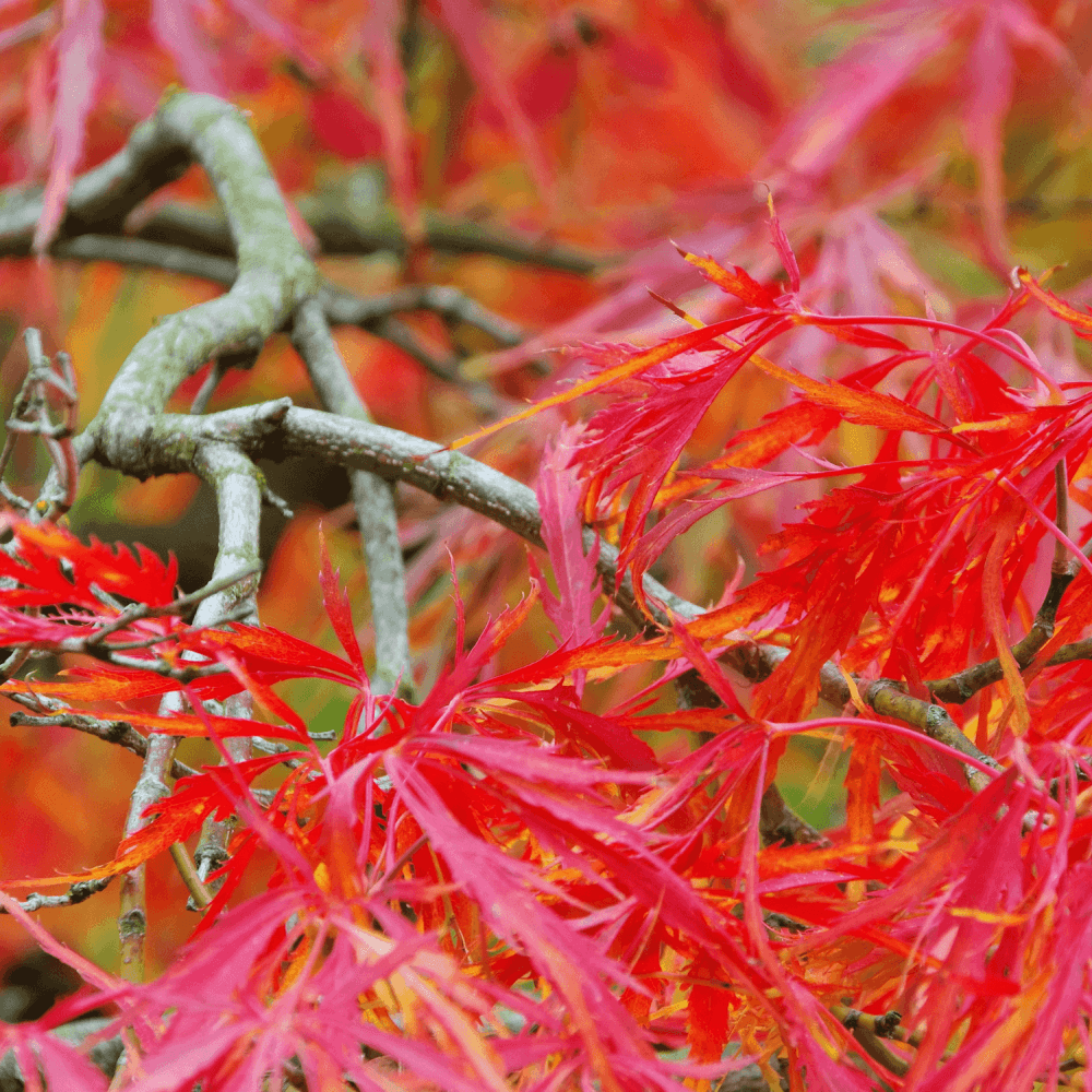 Érable du Japon 'Emerald Lace' - Acer palmatum 'Emerald Lace' - FLEURANDIE