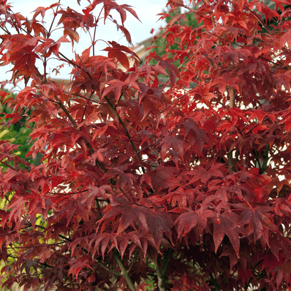 Erable du Japon 'Fireglow' - Acer palmatum 'Fireglow' - FLEURANDIE