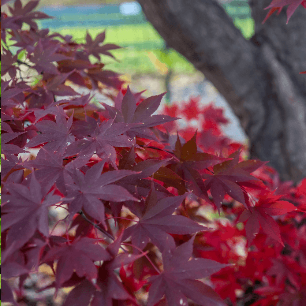 Erable du Japon 'Fireglow' - Acer palmatum 'Fireglow' - FLEURANDIE