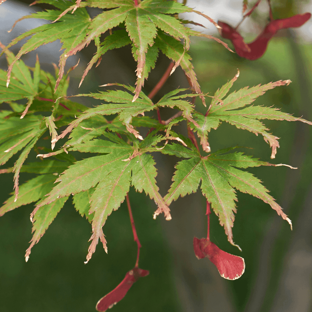 Érable du Japon 'Jerre schwartz' - Acer palmatum 'Jerre schwartz' - FLEURANDIE