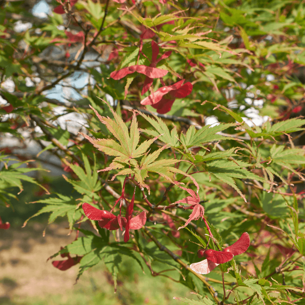 Érable du Japon 'Jerre schwartz' - Acer palmatum 'Jerre schwartz' - FLEURANDIE