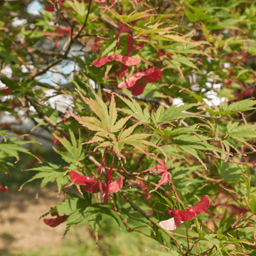 Érable du Japon 'Jerre schwartz' - Acer palmatum 'Jerre schwartz'