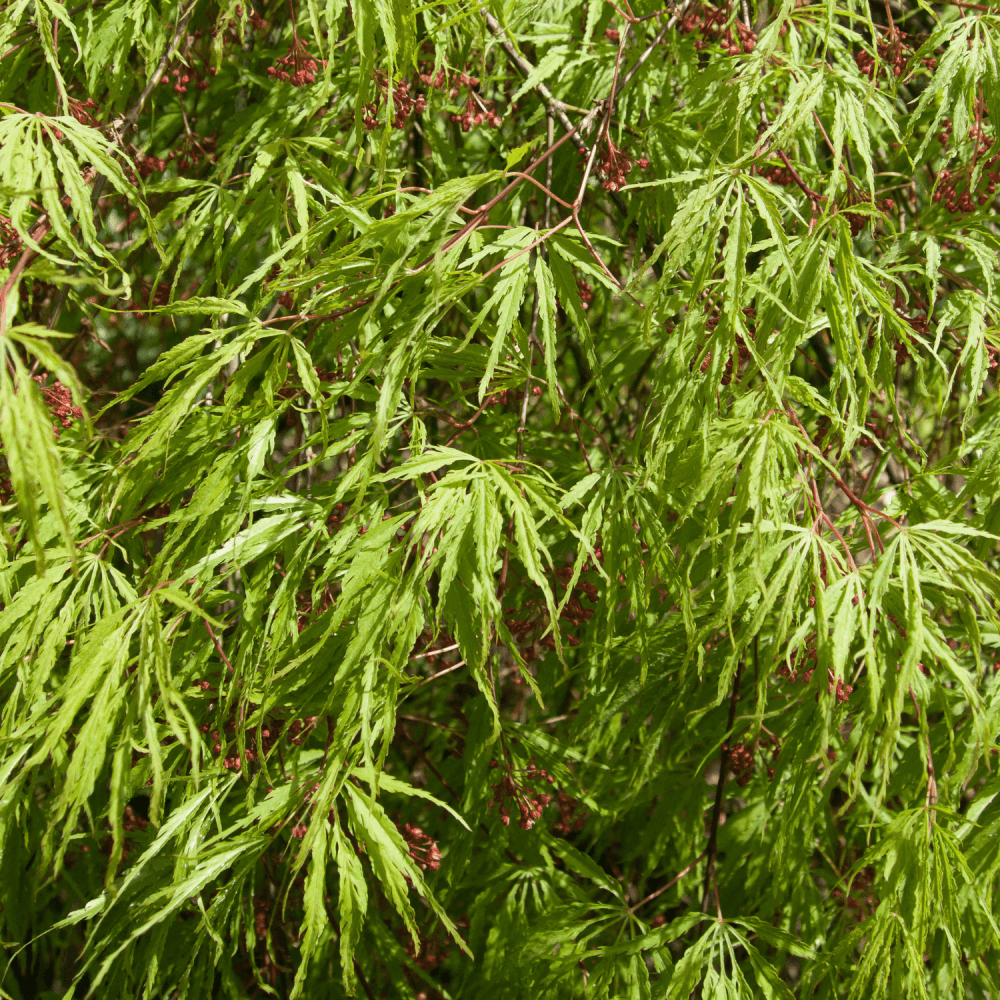 Érable du Japon 'Jerre schwartz' - Acer palmatum 'Jerre schwartz' - FLEURANDIE